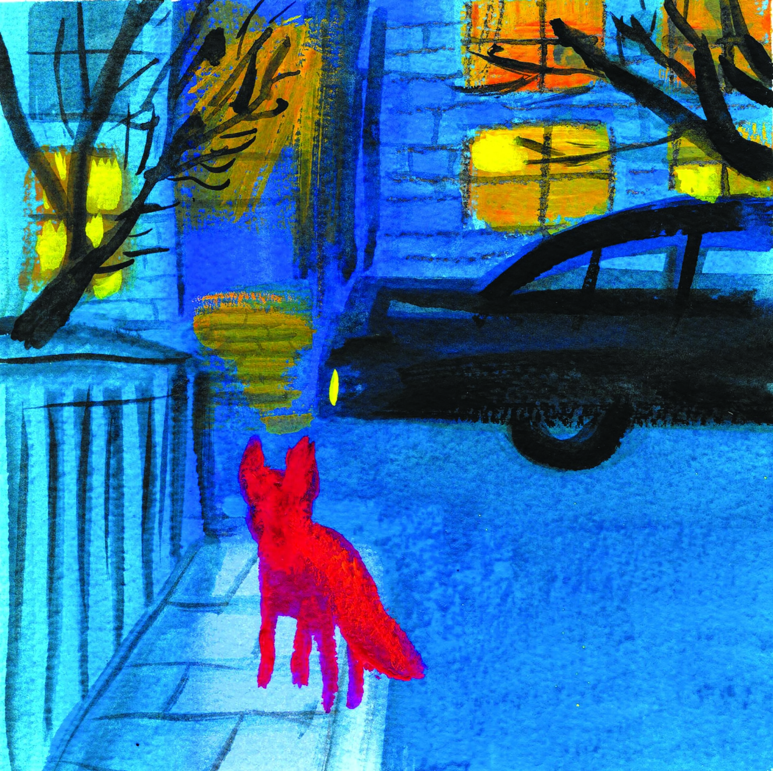 Night fox