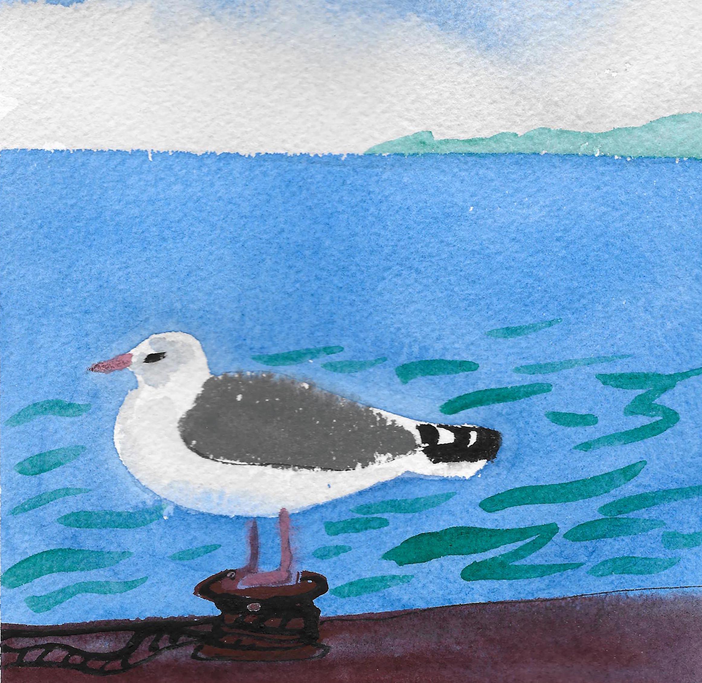 Seagull