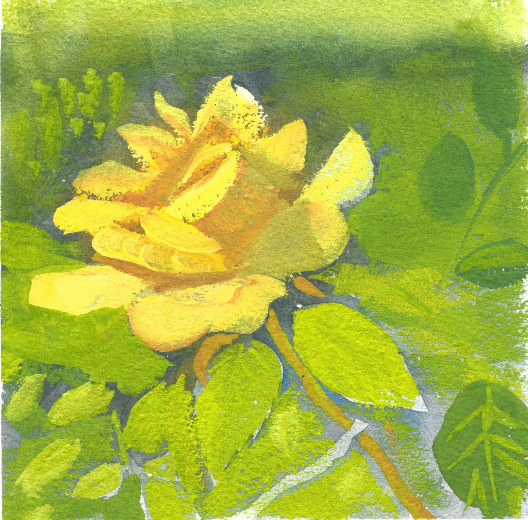 Yellow rose
